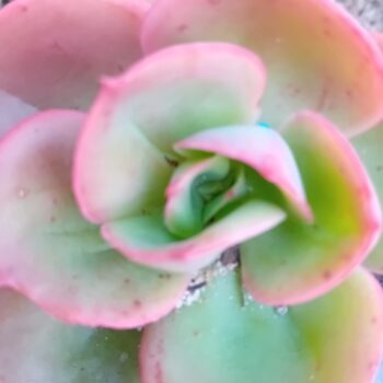 Echeveria Gibbiflora