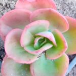 Echeveria Gibbiflora