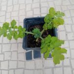 Planta Betadine Celidónia 