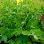 Planta Betadine Celidónia