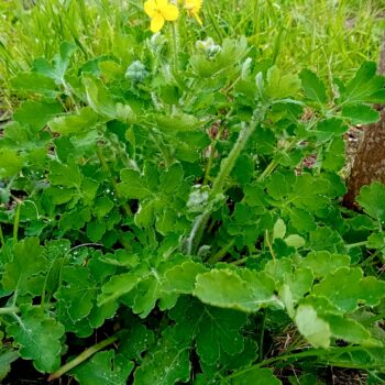 Planta Betadine Celidónia
