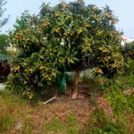 A'rvore Nespereira