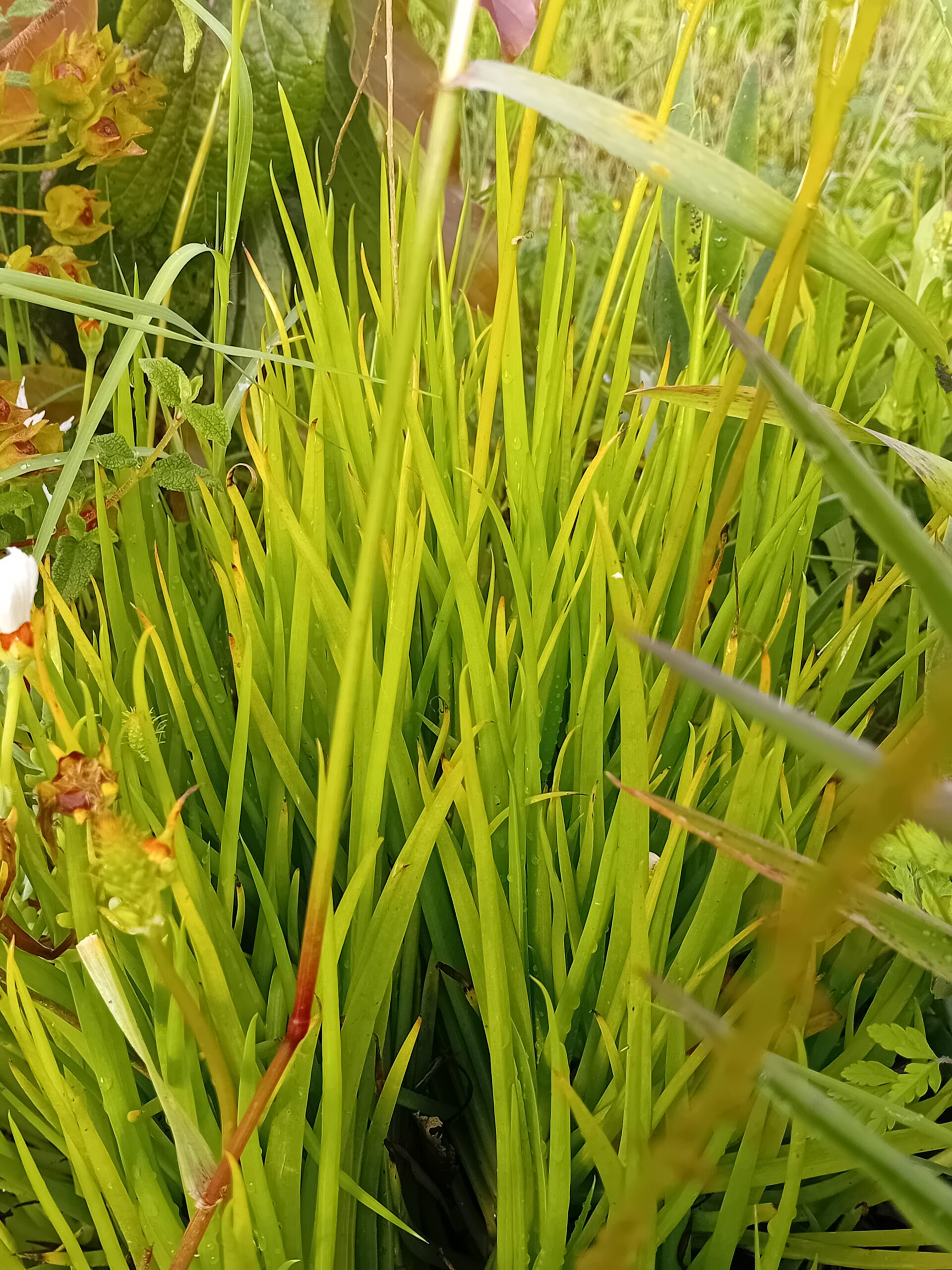 Isoetes Setaceum Isoetes Setaceum