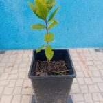 Com cerca de 20/30cms de altura