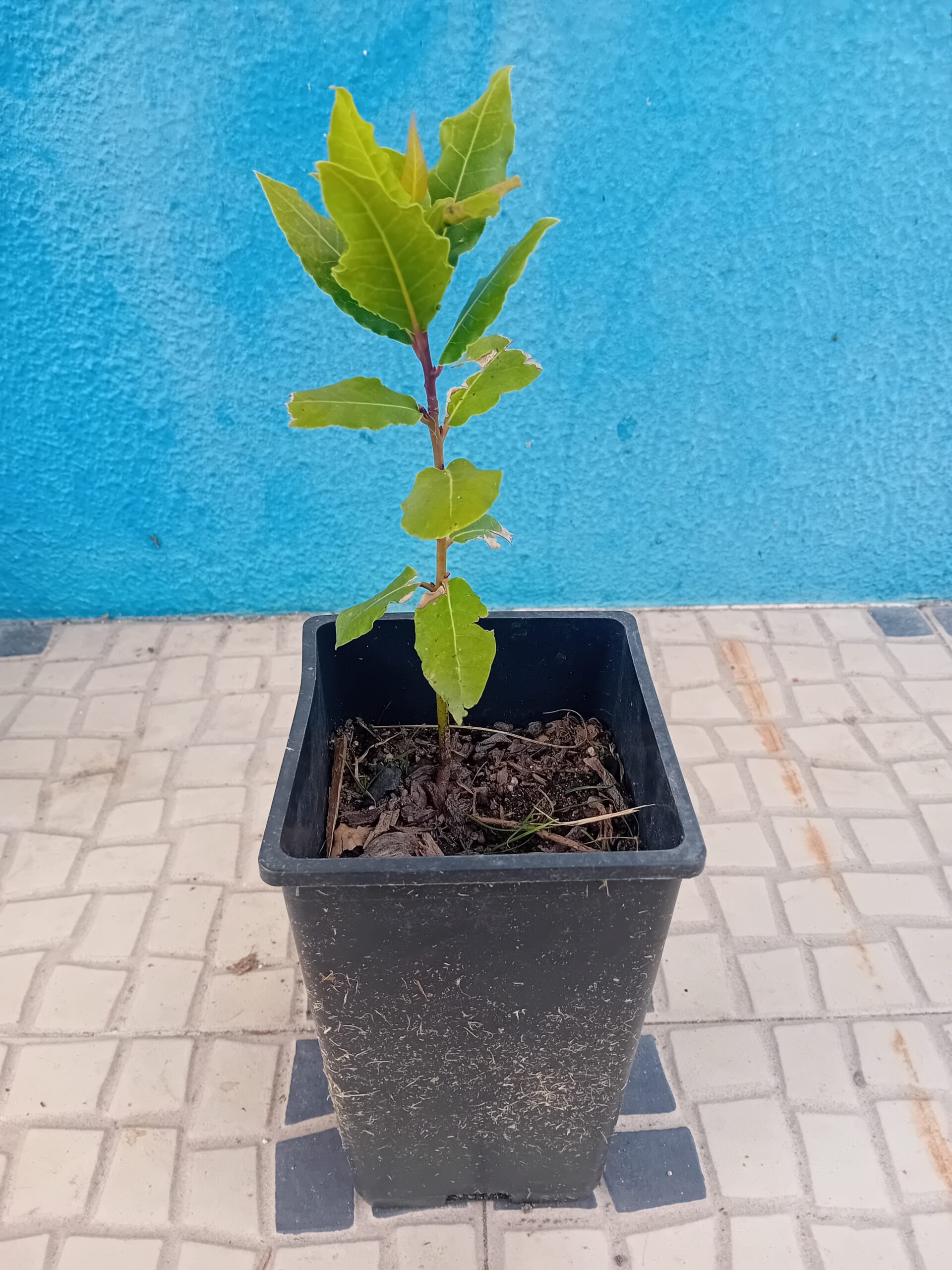 Com cerca de 20cm de altura em vaso de 15cms de diametro Com cerca de 20cm de altura em vaso de 15cms de diametro