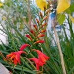 Crocosmia / Montbretia