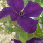 Clematis Jackmanii roxa