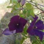 Clematis Jackmanii roxa