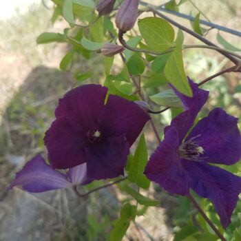 Clematis Jackmanii roxa