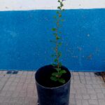 Com cerca de 30/40 cms em vaso de 18cms de diametro