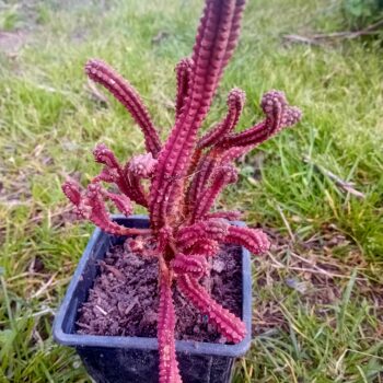 Cacto Castelo de Fadas