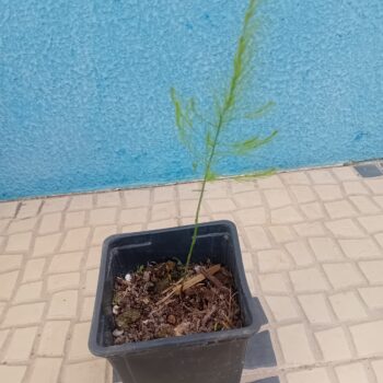 Asparagus officinalis (espargo)