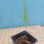 Asparagus officinalis (espargo)