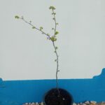 Olaia Arvore de Judas