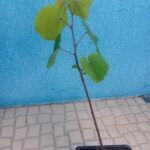 Com cerca de 40 / 50cms em vaso de 13cms de diametro