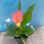 Lirio Calla / Jarro / Zantedeshia 