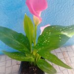 Lirio Calla / Jarro / Zantedeshia