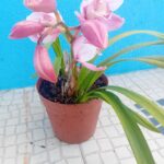 Orquídea Cimbydium Orquídea cor de rosa 
