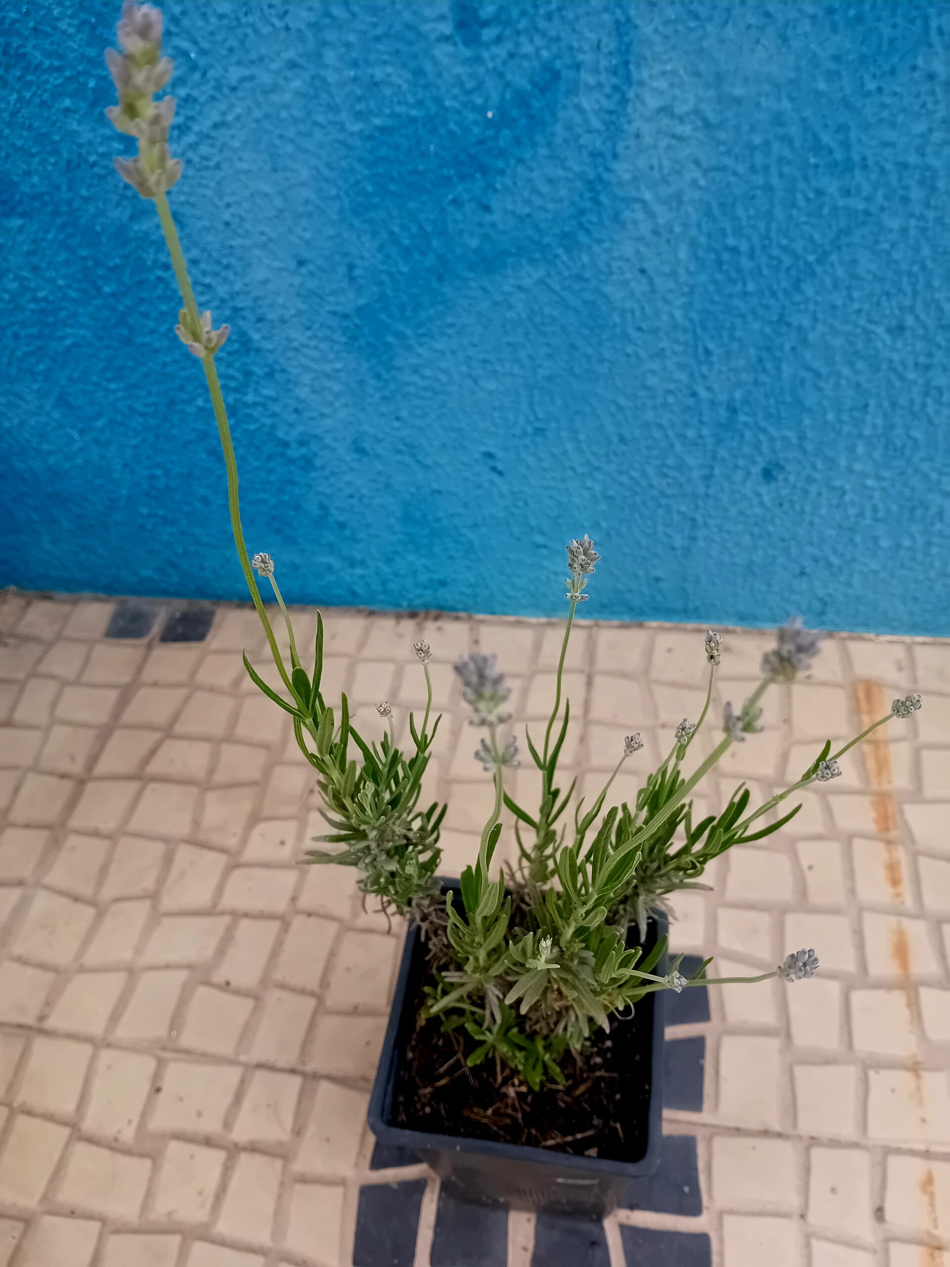 Lavanda (Lavandula angustifolia) Lavanda (Lavandula angustifolia)
