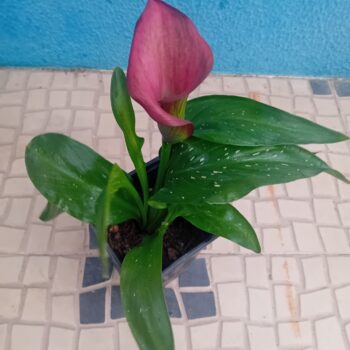 Lirio Calla / Jarro / Zantedeshia