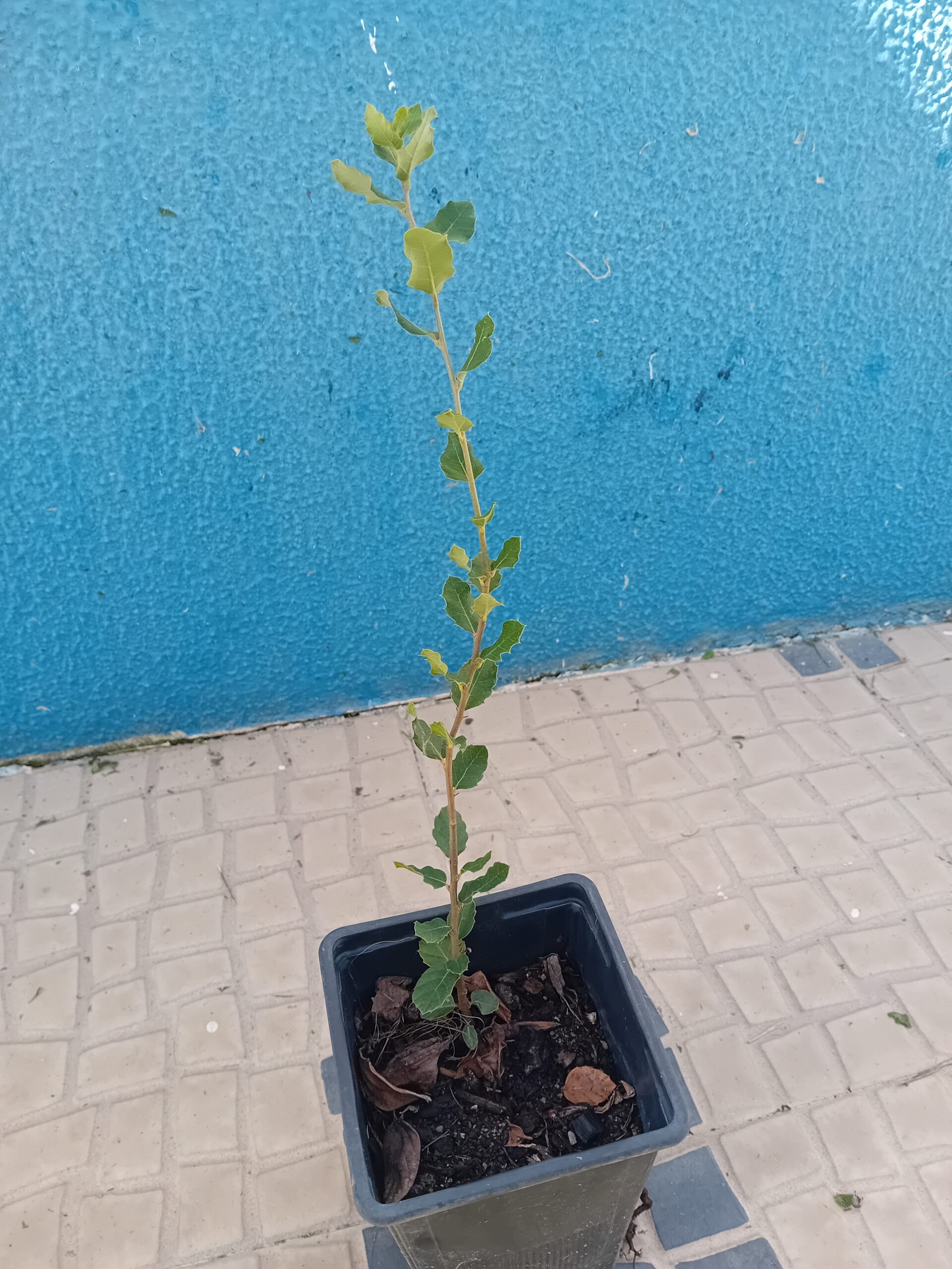 Sobreiro Sobreiro