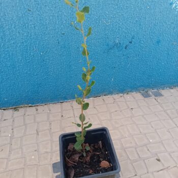 Sobreiro