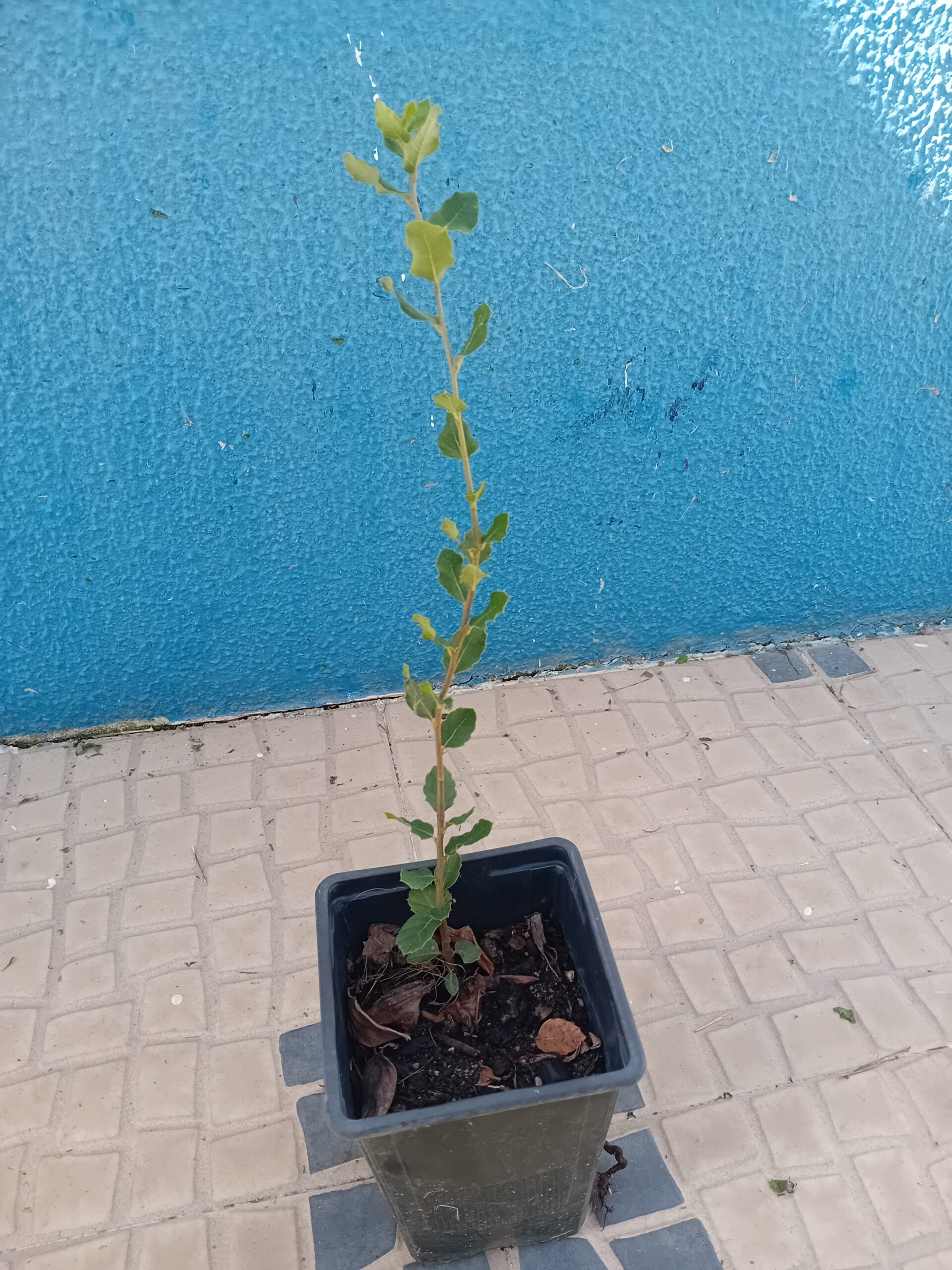 Sobreiro Sobreiro