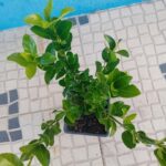 Evónimo do Japao