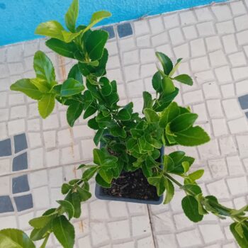 Evónimo do Japao