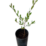 Com cerca de 50/60cms em vaso de 18cms de diametro