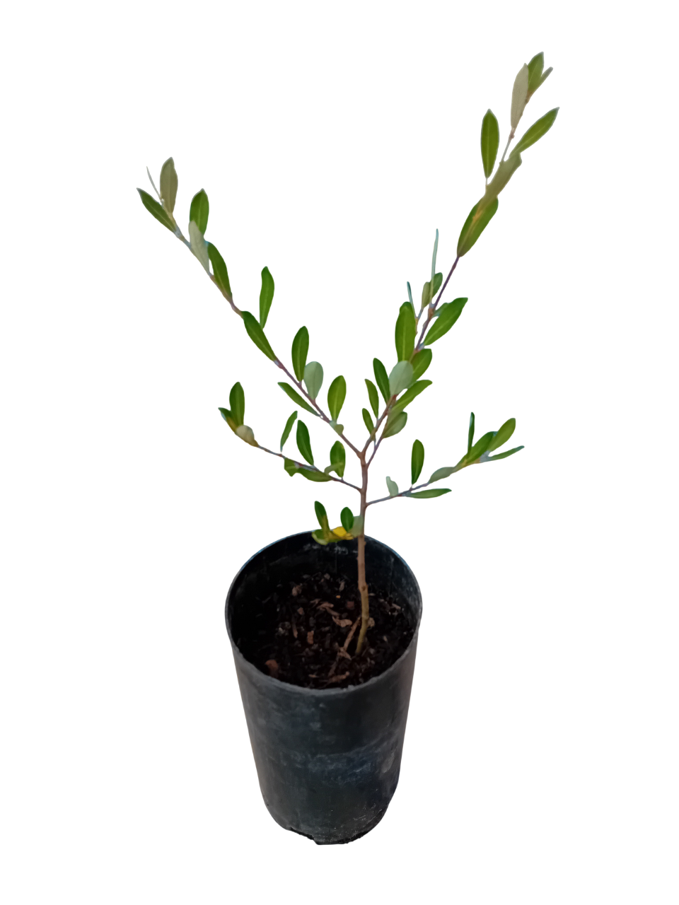 Borrazeira preta Salix Atrocinerea Borrazeira preta Salix Atrocinerea