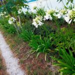 Agapanto branco em raiz nua