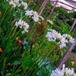 Agapanto branco em raiz nua