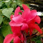 Canna Indica roxo flor vermelha em raiz nua