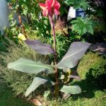 Canna Indica roxo flor vermelha em raiz nua