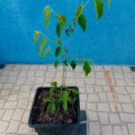 Com cerca de 10/20cms em vaso de 13cms de diametro