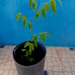 Lodao Bastardo.Celtis Australis