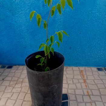 A'rvore Lodao Bastardo