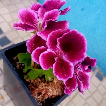 Sardinheira Pelargonium spp