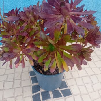 Aeonium Arboreum
