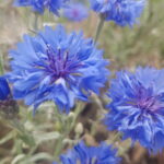 Centáurea azul lote de 12