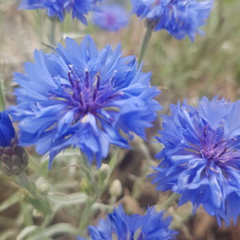 Centáurea azul