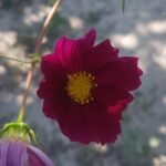Cosmos lote de 12