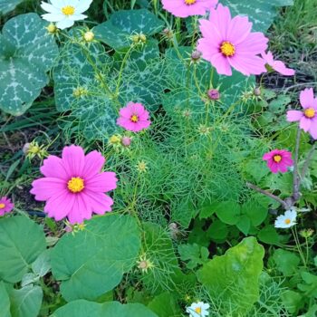 Cosmos lote de 12