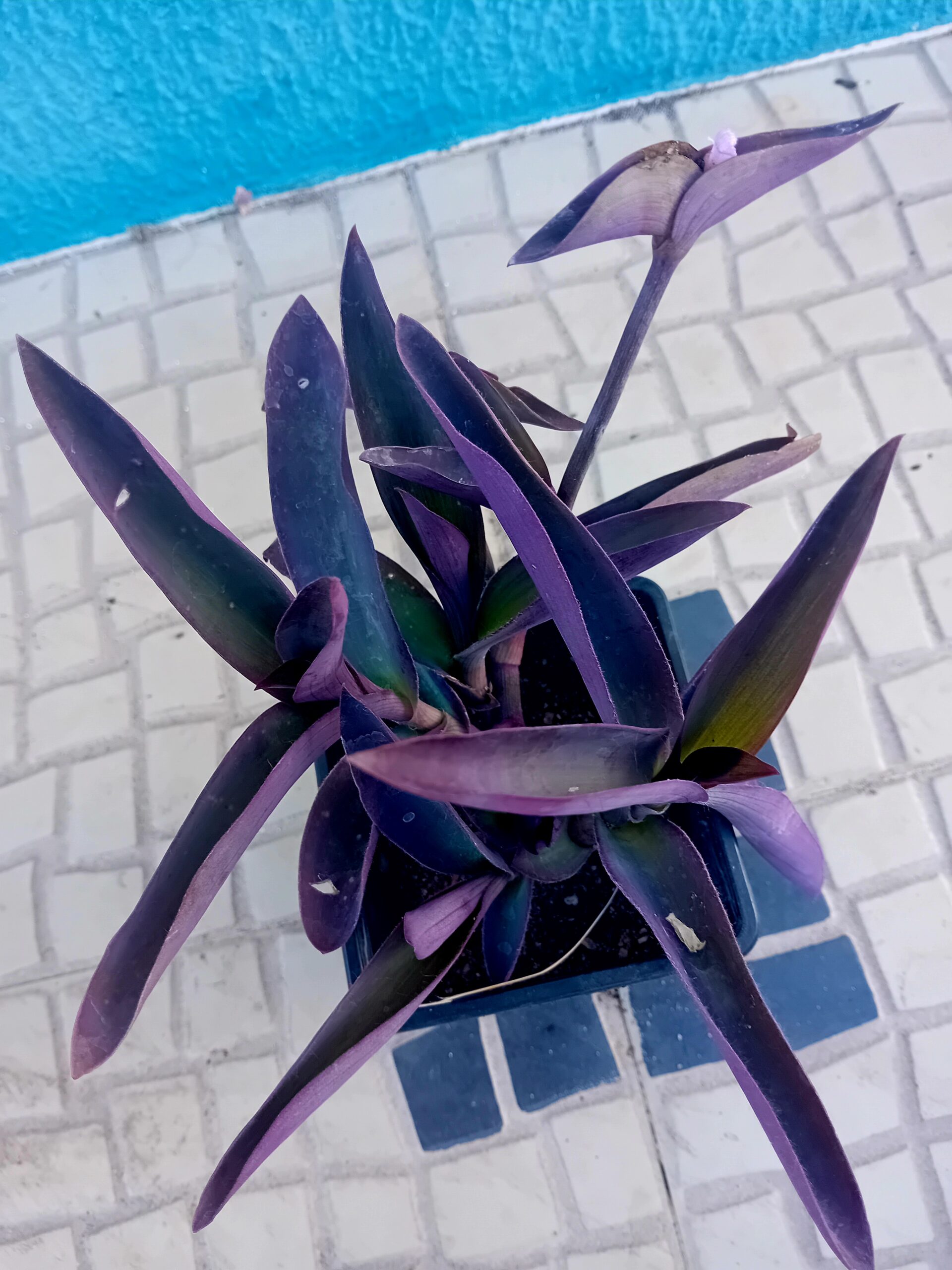 Tradescantia Purpurea Tradescantia Purpurea