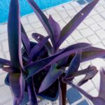 Tradescantia Purpurea
