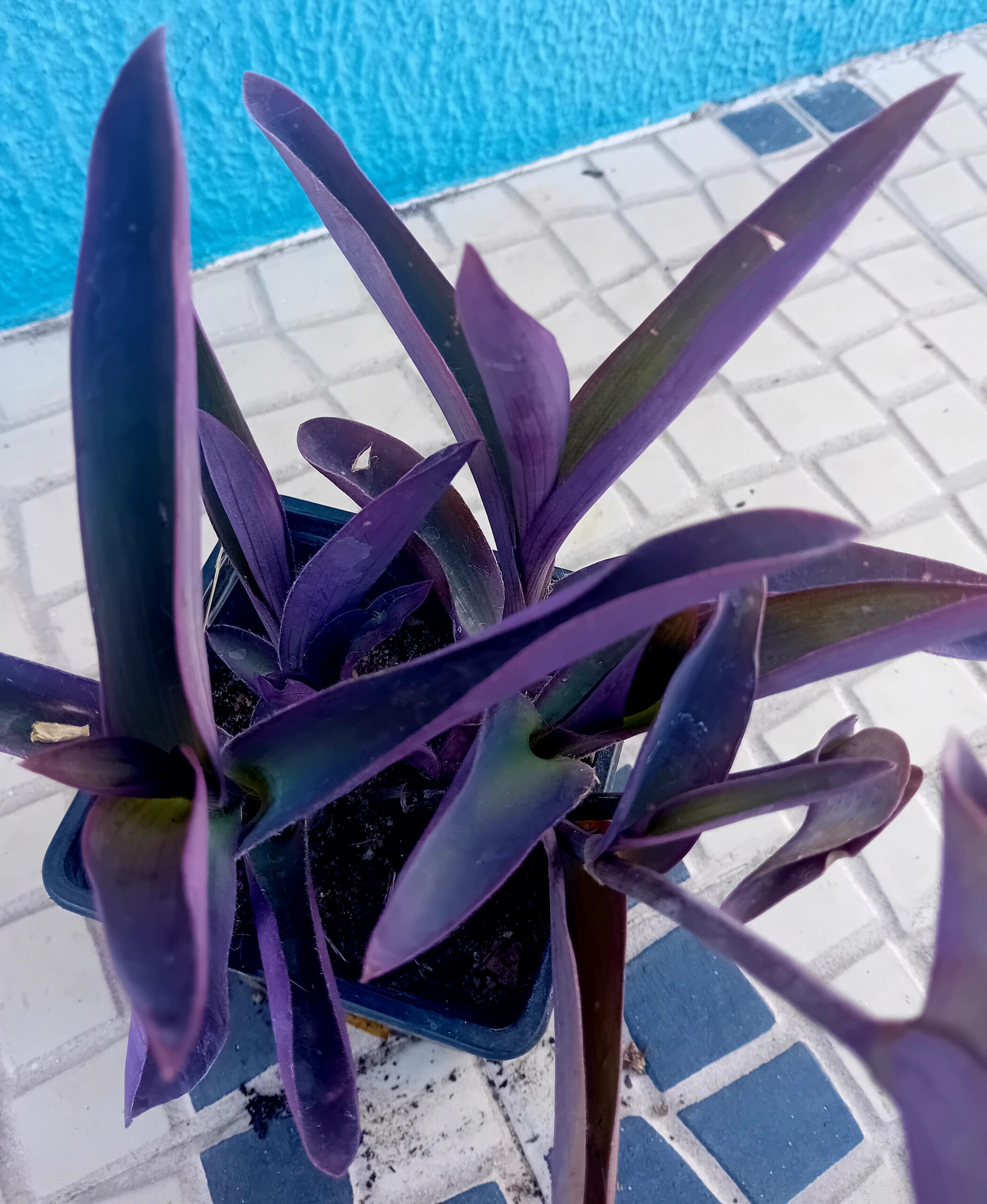Tradescantia Purpurea Tradescantia Purpurea