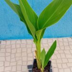 Canna Indica folha verde flor cor de rosa