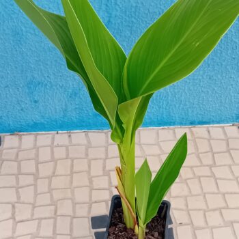 Canna Indica folha verde flor cor de rosa