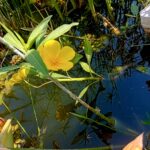 Plantas aquáticas / Anfíbias